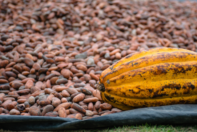 cacao-sfumature-tipologie