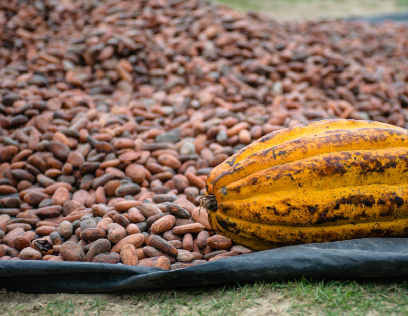 cacao-sfumature-tipologie