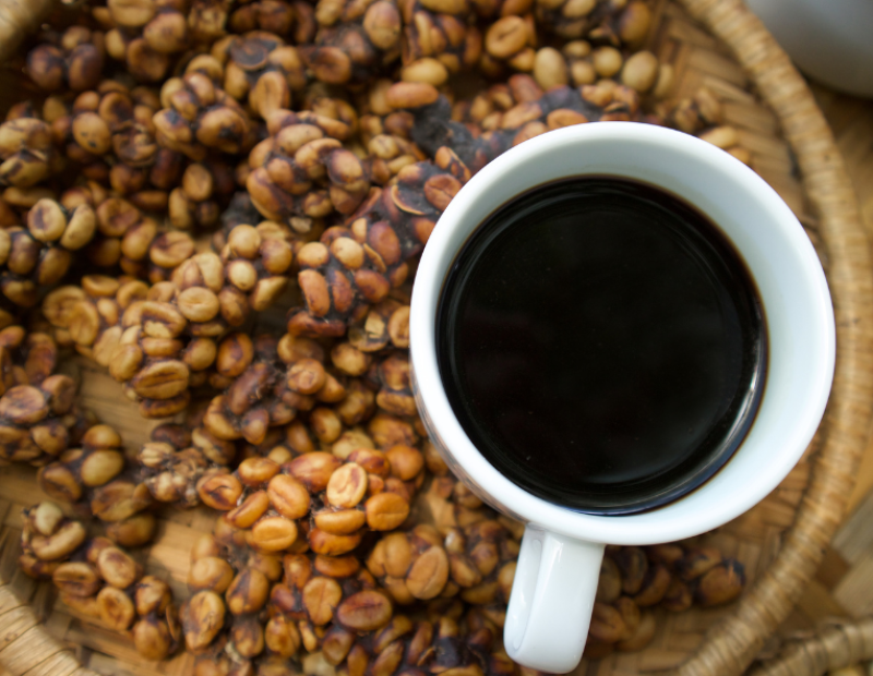 caffe-kopi-luwak-feci-animali