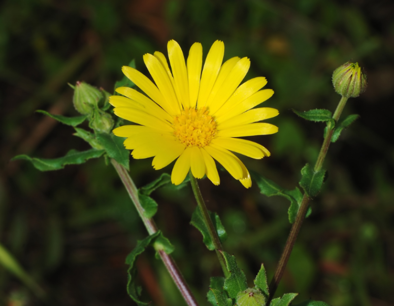 calendula-proteine-vegetali-fiori