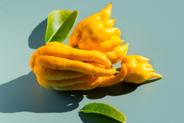 cedro-mano-di-buddha-come-si-usa-cucina