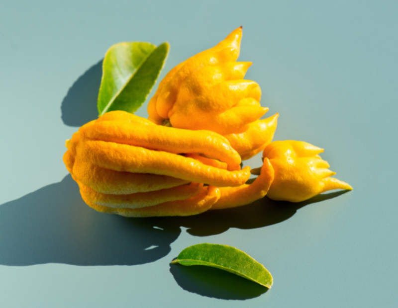 cedro-mano-di-buddha-come-si-usa-cucina
