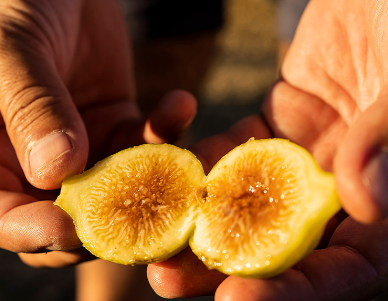 cilento-tastes-2026-capaccio-paestum-evento-gastronomia