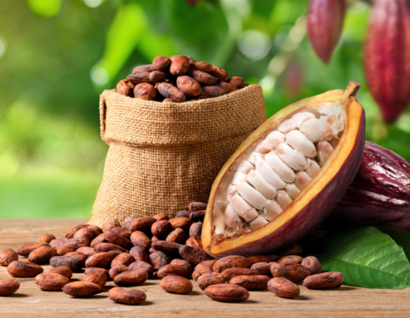 cioccolato-batteri-scienza-cacao