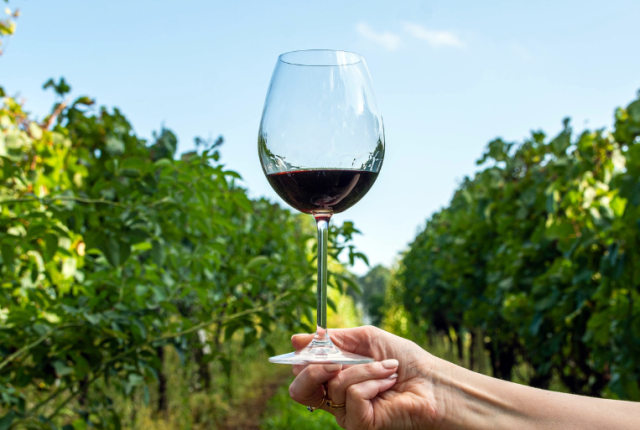 consorzio-cesanese-olevano-romano-doc