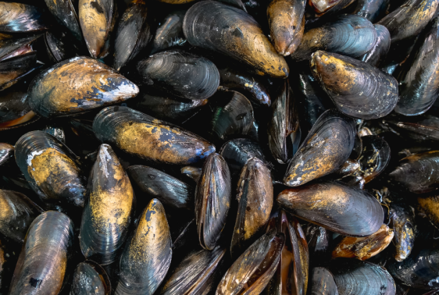 cozze-o-muscoli-nome-corretto