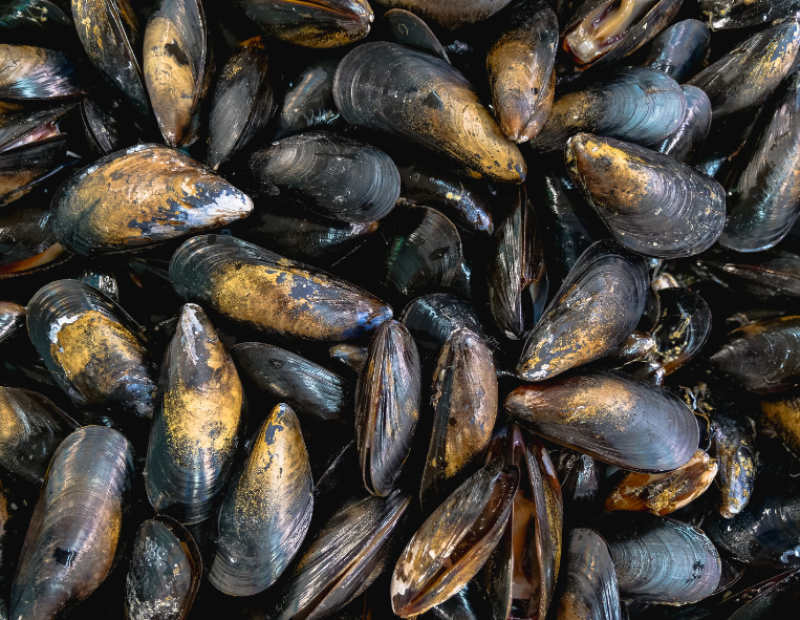 cozze-o-muscoli-nome-corretto