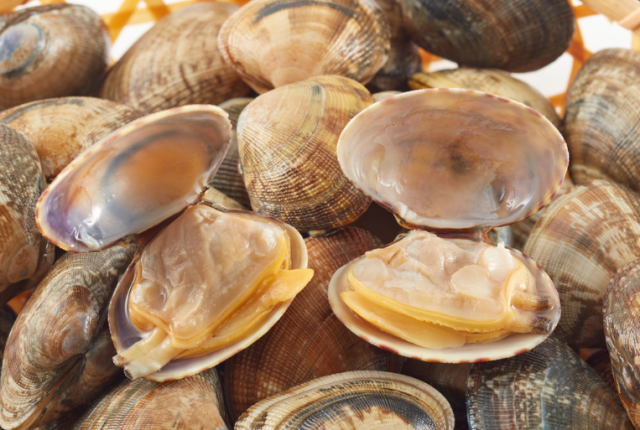 crisi-molluschi-alto-adriatico-vongole-lupini