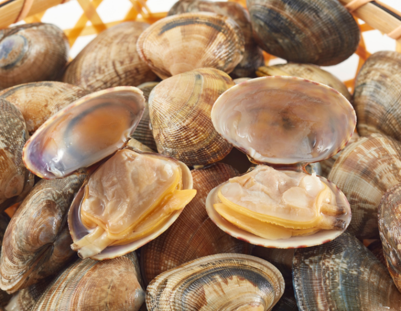 crisi-molluschi-alto-adriatico-vongole-lupini