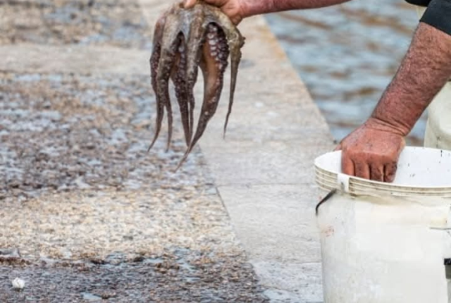 crudi-di-mare-puglia-tradizione-sicurezza-alimentare