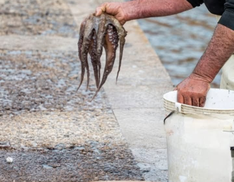 crudi-di-mare-puglia-tradizione-sicurezza-alimentare