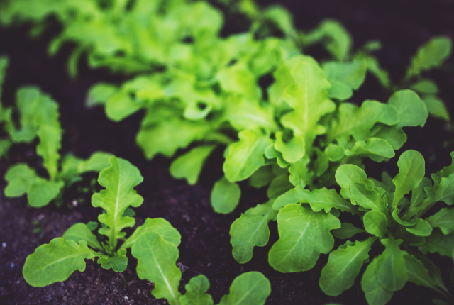 divieto-coltivazione-rucola-italia-storia