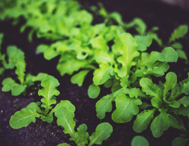 divieto-coltivazione-rucola-italia-storia