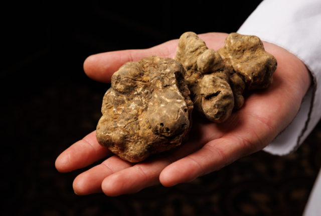 dove-mangiare-tartufo-milano