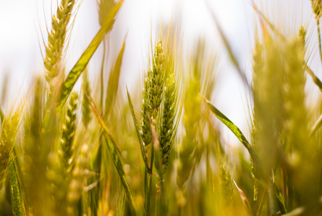 europa-agricoltura-innovazione