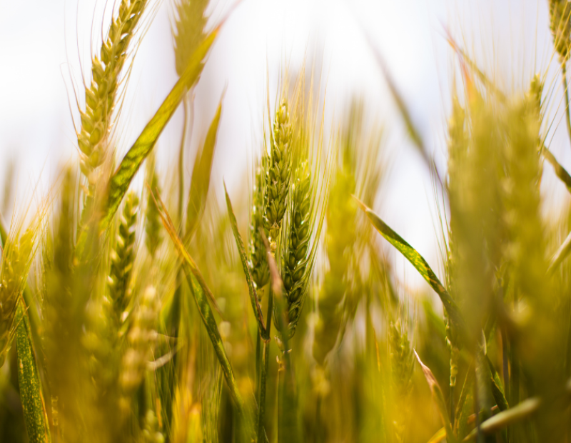 europa-agricoltura-innovazione