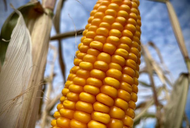 fao-cereali-calo-fertilizzanti-prezzi-grano-mais