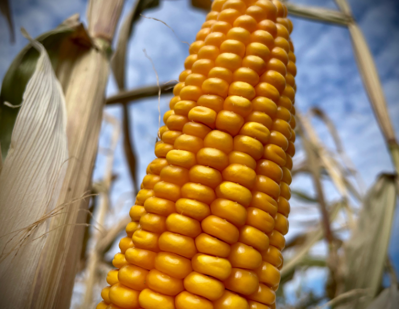 fao-cereali-calo-fertilizzanti-prezzi-grano-mais