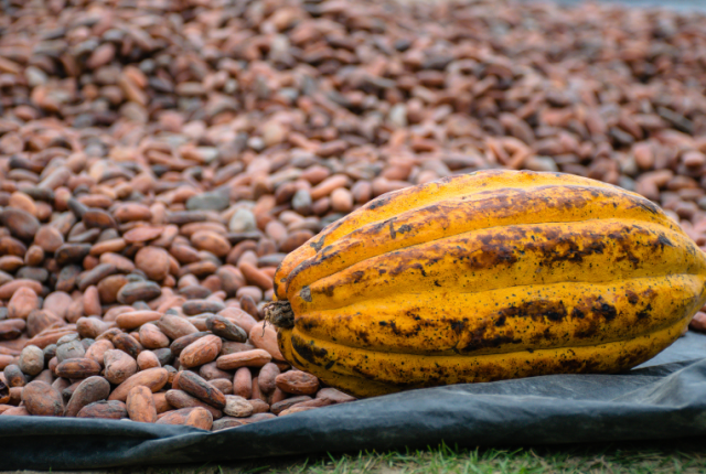 fao-prezzi-caffe-cacao-te-report-mercati