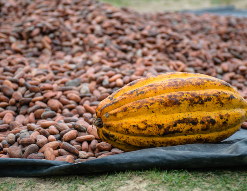 fao-prezzi-caffe-cacao-te-report-mercati
