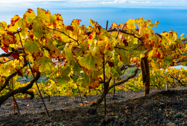 fillossera-canarie-vino-vitigni