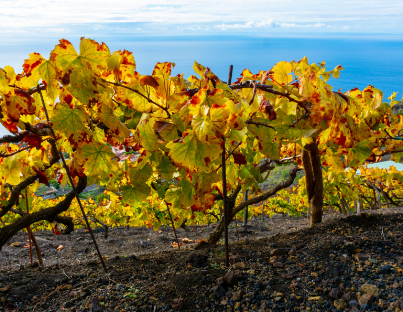 fillossera-canarie-vino-vitigni