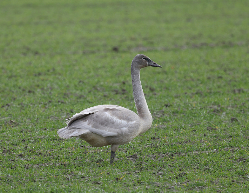 foie-gras-divieti-produzione-benessere-animale