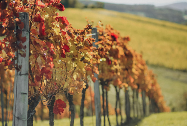 francia-piano-130-milioni-estirpazione-vigneti-2025