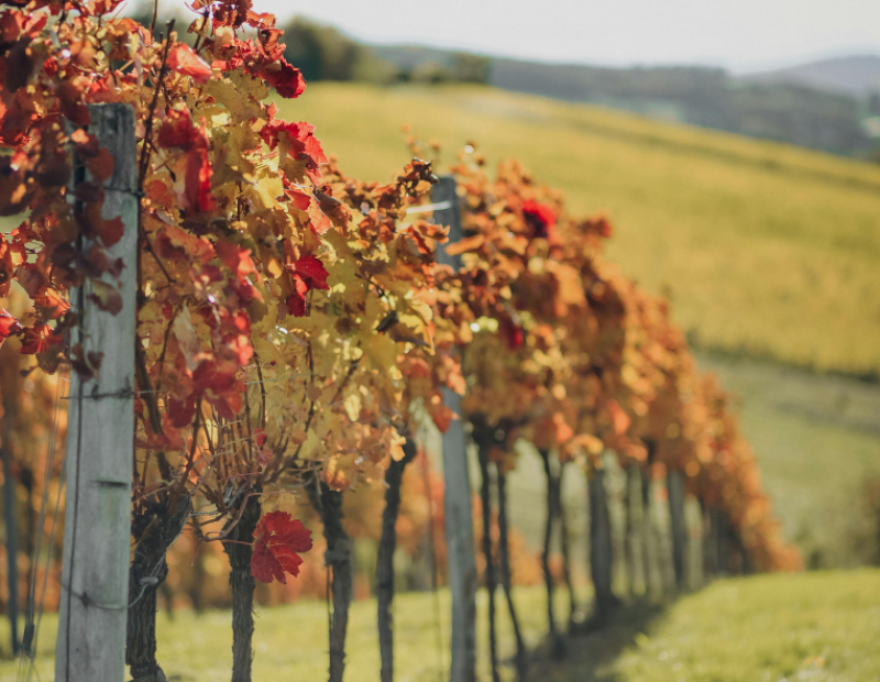 francia-piano-130-milioni-estirpazione-vigneti-2025