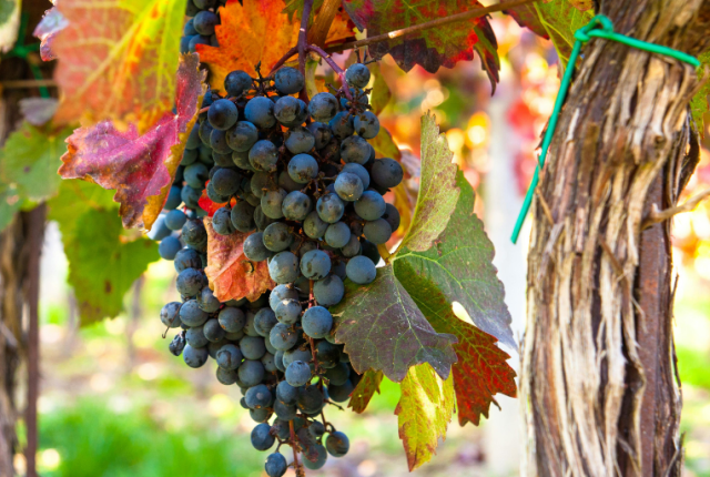francia-produzione-vino-vendemmia-stime