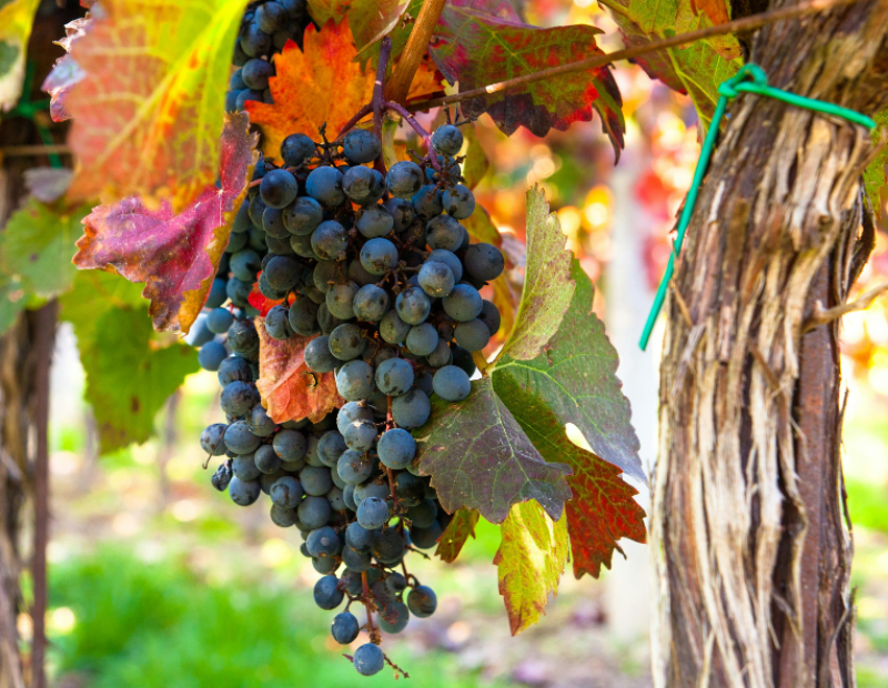 francia-produzione-vino-vendemmia-stime