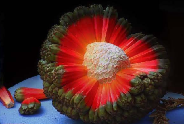 hala-frutto-tropicale-terra-pacifico