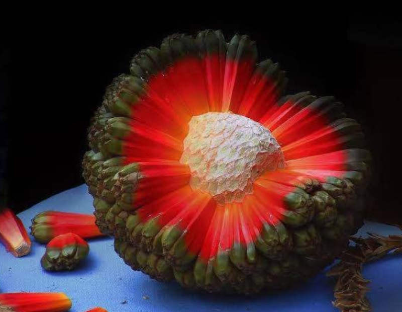 hala-frutto-tropicale-terra-pacifico