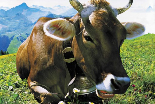 i-formaggi-svizzeri-magia-naturale