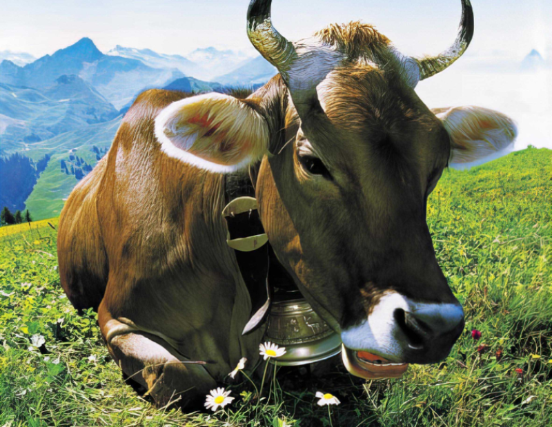 i-formaggi-svizzeri-magia-naturale