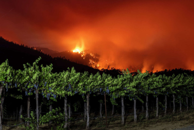 incendi-napa-valley-vino