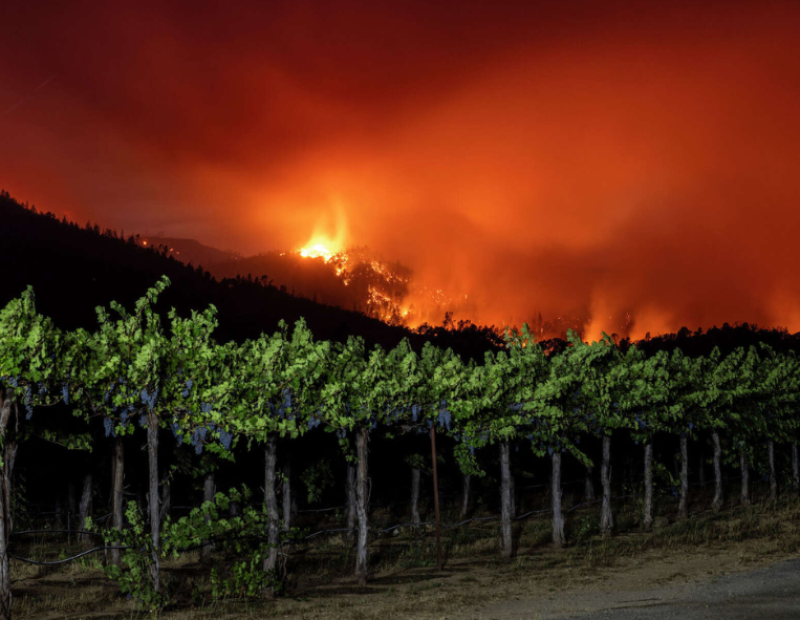 incendi-napa-valley-vino