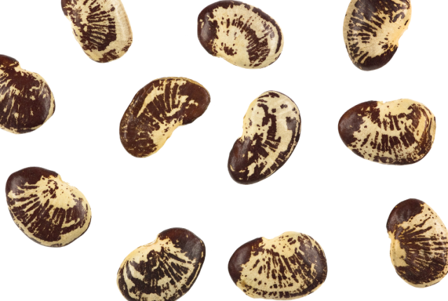 increase-progetto-fagiolo-lima-come-partecipare-seme-casa