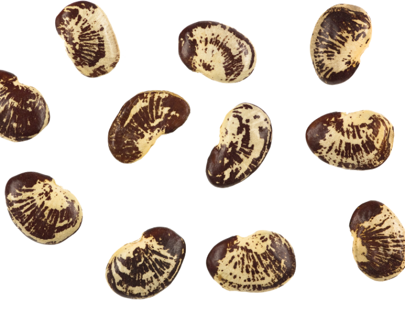 increase-progetto-fagiolo-lima-come-partecipare-seme-casa