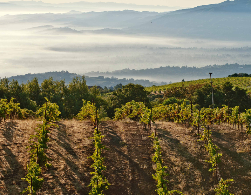 la-storia-del-vino-californiano-in-11-bottiglie