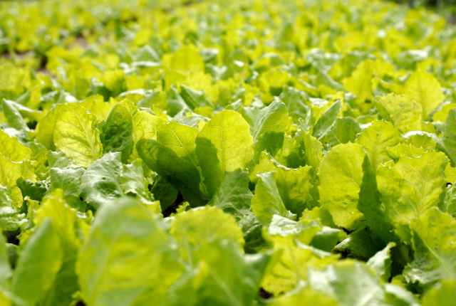 lattuga-geneticamente-modificata-proteina-carne-mioglobina