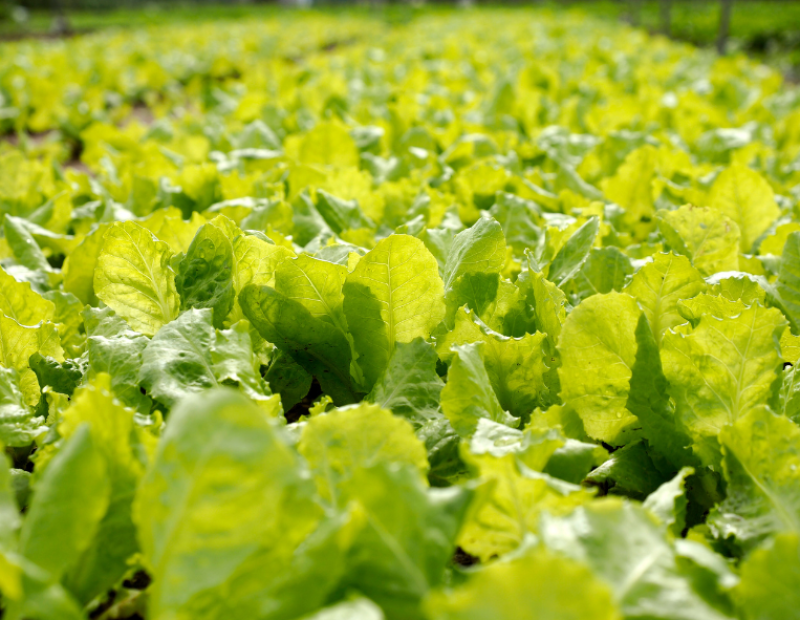 lattuga-geneticamente-modificata-proteina-carne-mioglobina