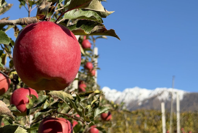 mela-bernina-nuova-varieta-universita-bologna