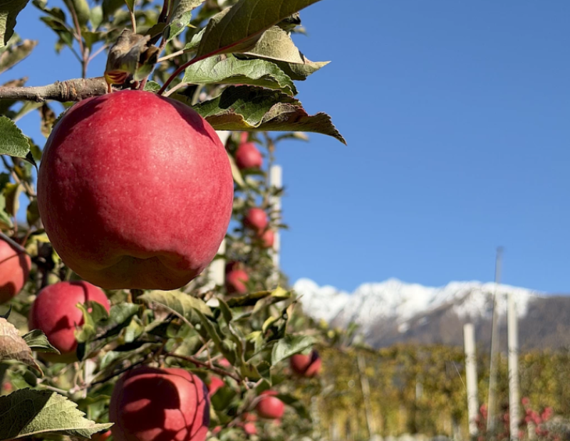 mela-bernina-nuova-varieta-universita-bologna