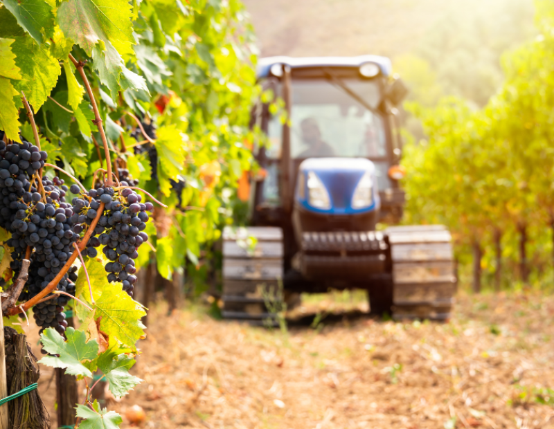modello-langhe-gestione-manodopera-vigneti-studio