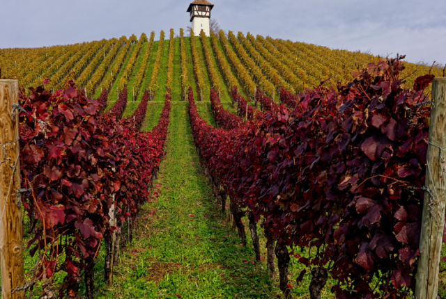 moldavia-vigneti-pro-capite-classifica-vino