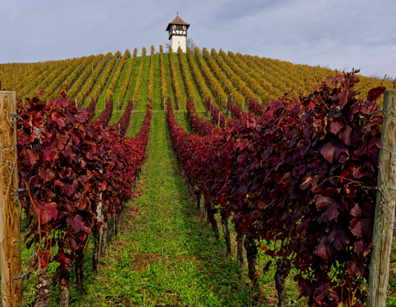 moldavia-vigneti-pro-capite-classifica-vino