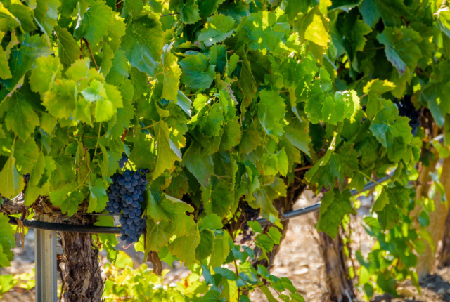 nero-d-avola-alcol-vino-progetto-sicilia