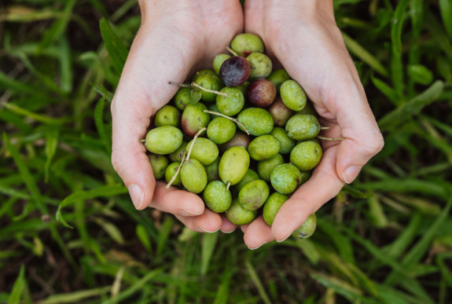 olio extravergine