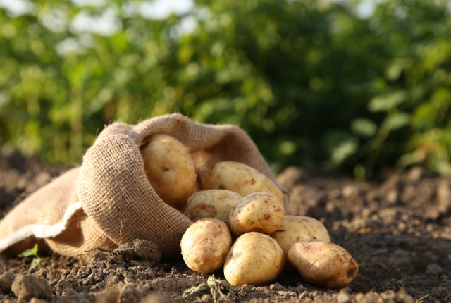 patate-pace-europa